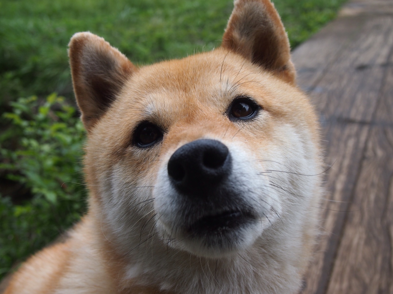 横扫罗兰·加洛斯之影，穆雷的伦敦王座，一段颠覆红土神话的史诗