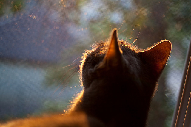 指挥官的觉醒,基米希在美加墨之夜谱写的绿茵交响曲