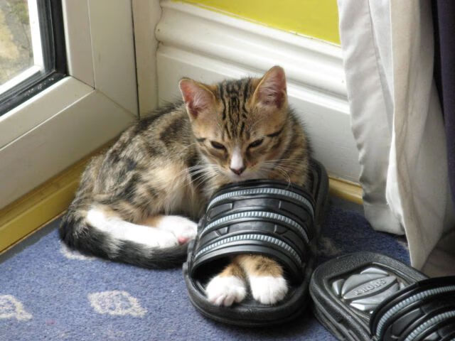 双线狂想曲，当瑞典的战歌遇见本泽马的诗篇