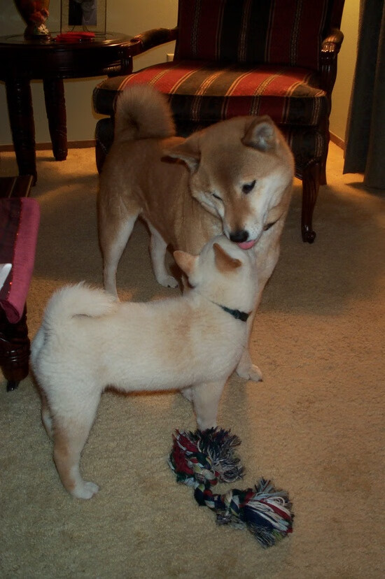 意甲舞台上的世界杯回声，塞内加尔压哨绝杀哥斯达黎加的另类焦点战