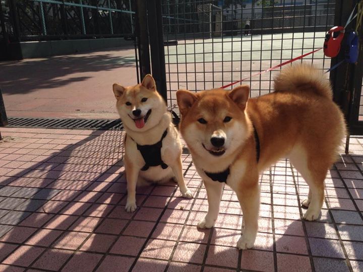 跨越绿茵与硬木，卡塔尔关键战突围牙买加，门迪在NBA季后赛的领袖时刻