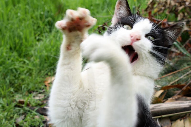 平行胜利之夜，当加克波不掉线征服虚拟战场，洪都拉斯在都柏林踏平绿茵