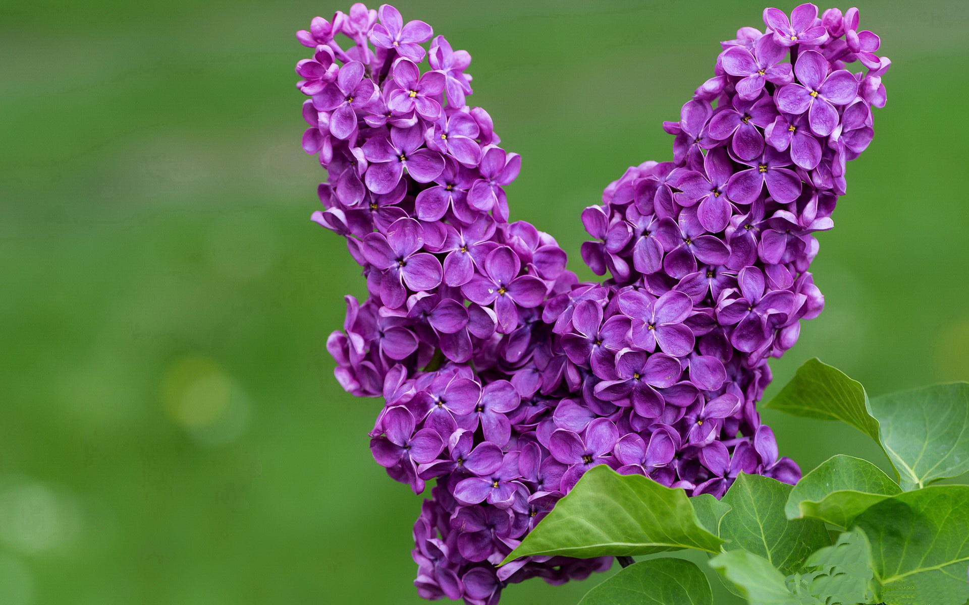 魔术师与时间熔炉，利拉德如何将灰熊拖入他的节奏迷宫