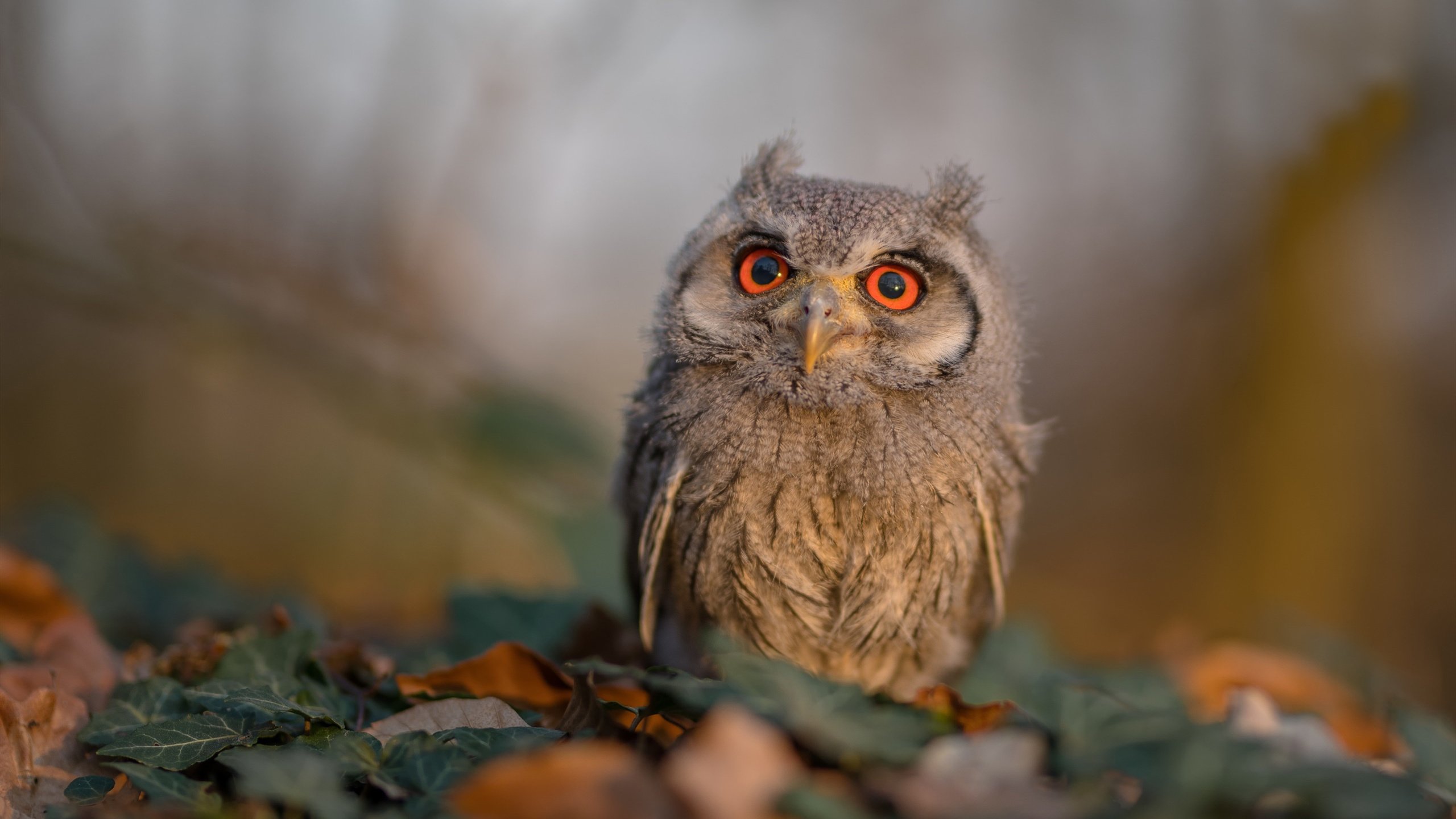 荷兰征召抽空拉齐奥，久保建英赛场只手遮天
