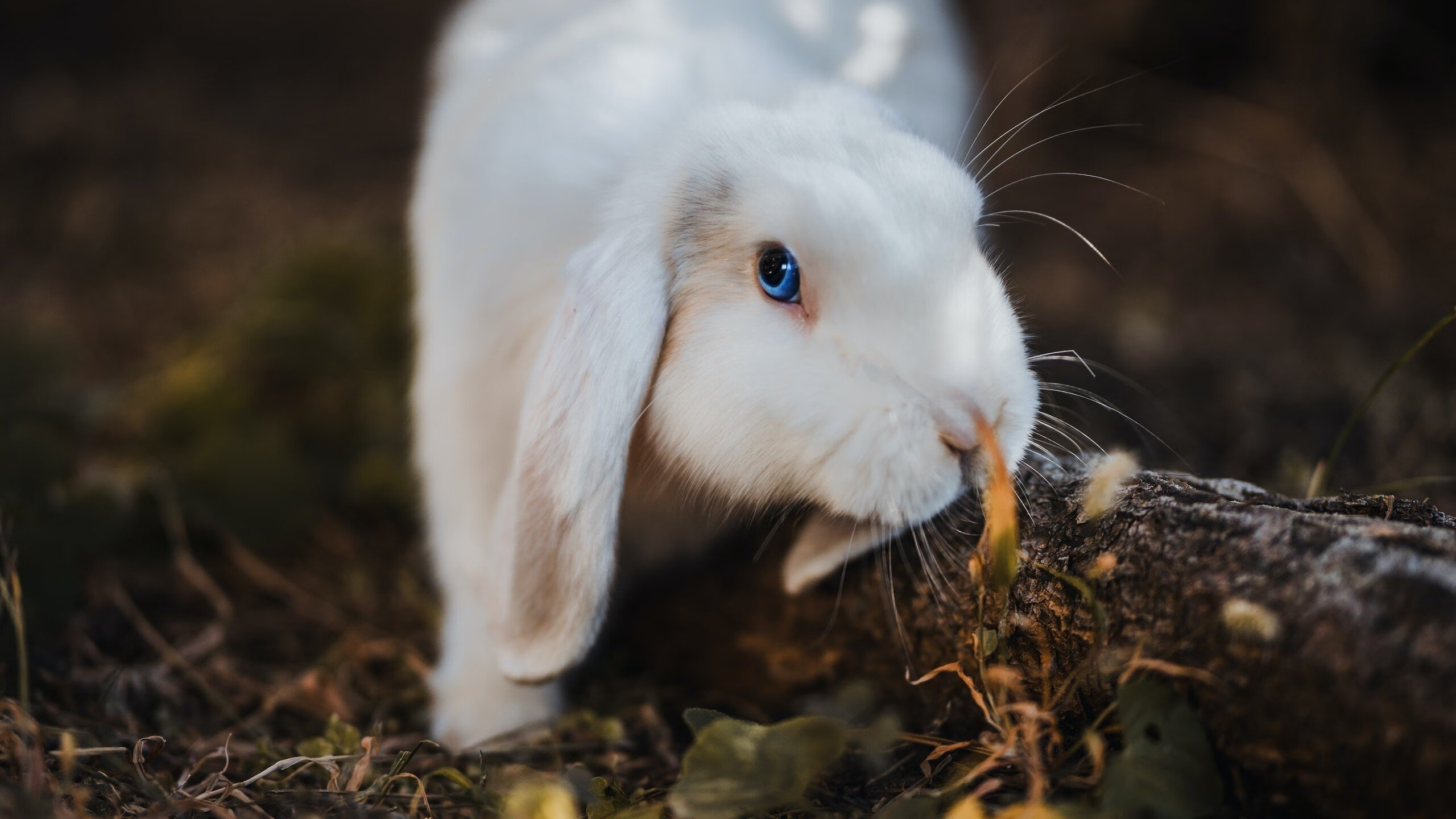 从底特律到全球，杰伦格林的血拼之路与2026世界杯接管