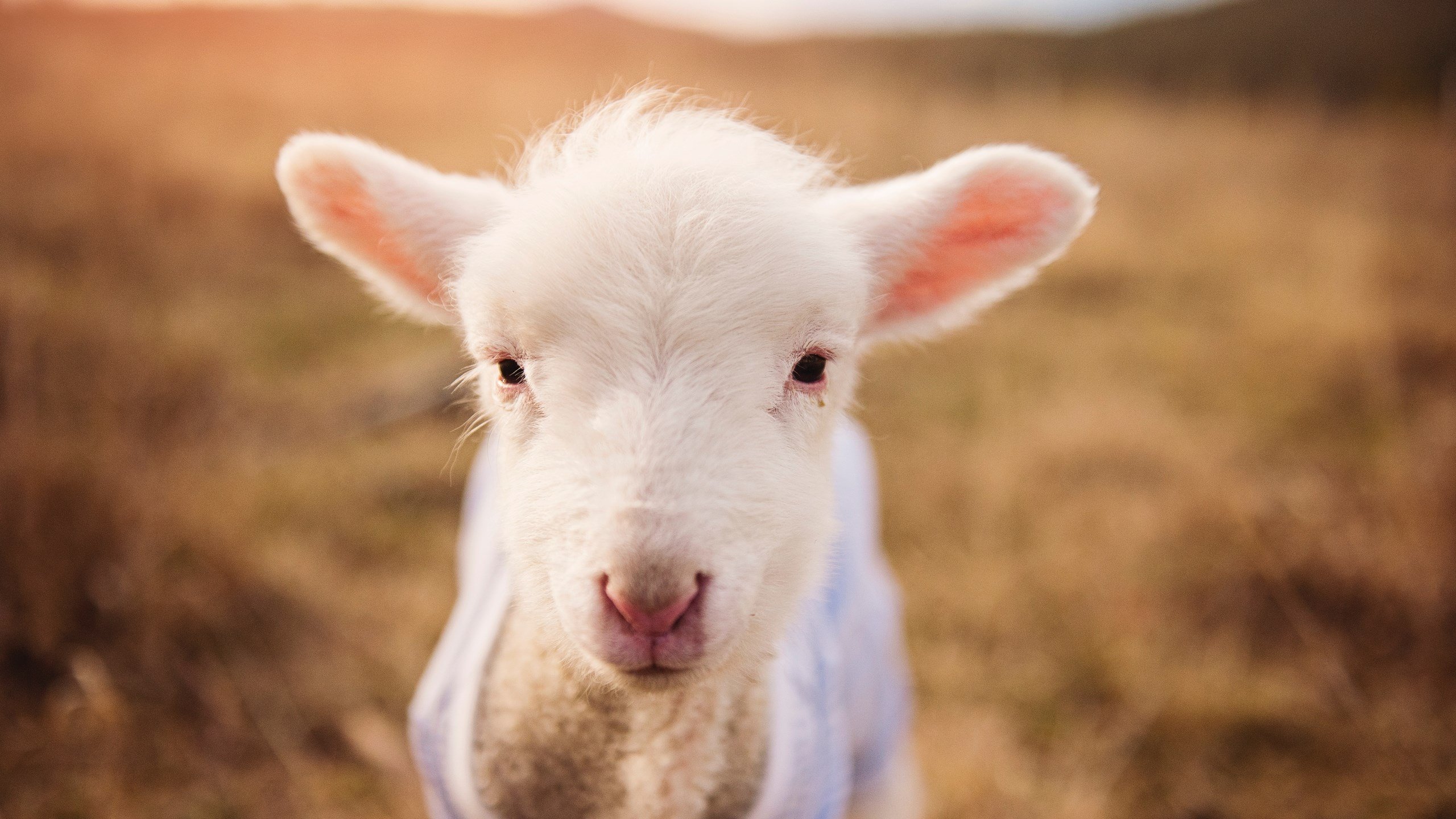 爱游戏在线-七重天命，当福克斯在抢七的雷霆中盗走胜利