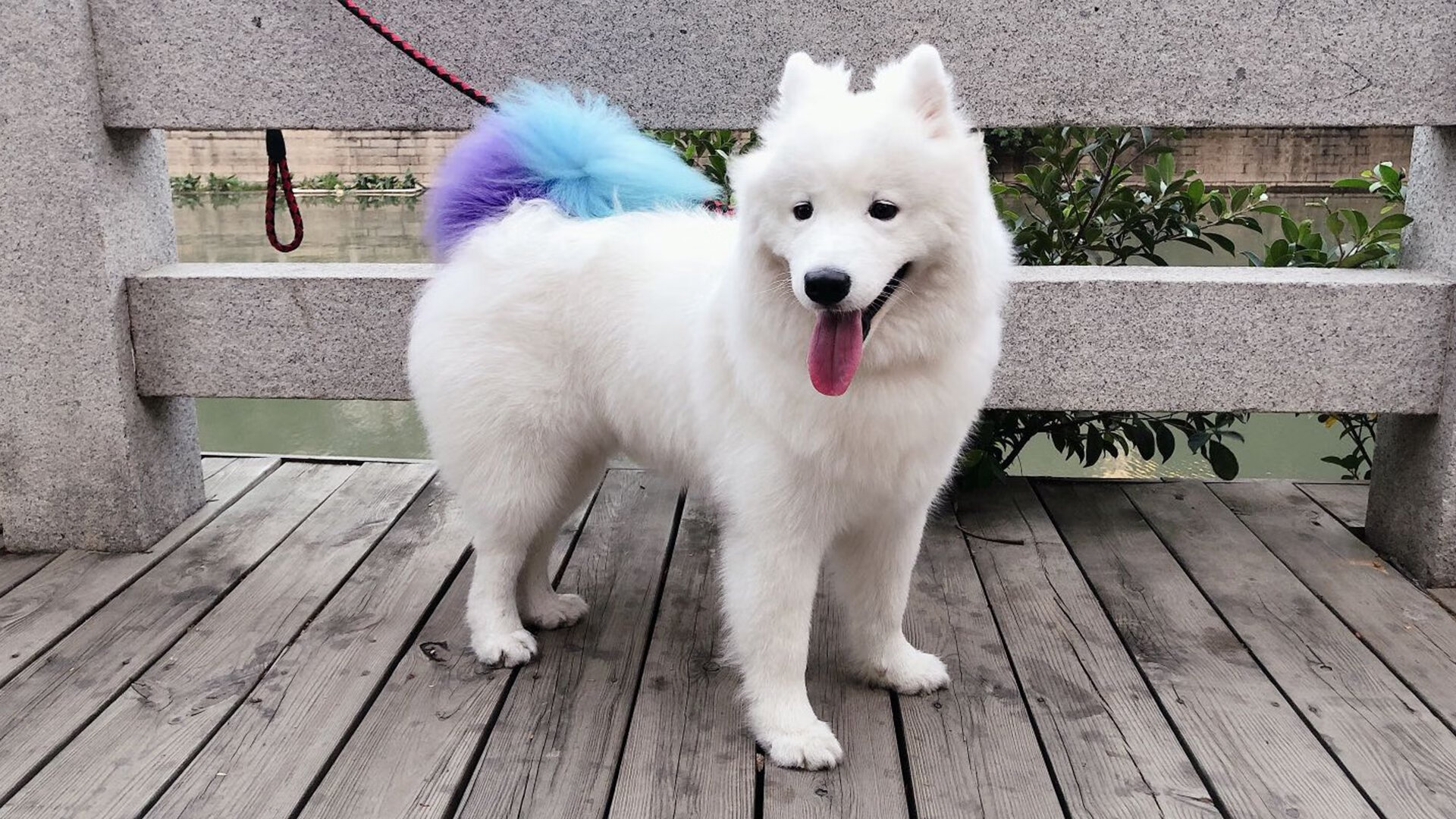 大场面球员决定比赛走向，多特蒙德铁血斩尤文，格列兹曼再证关键先生本色