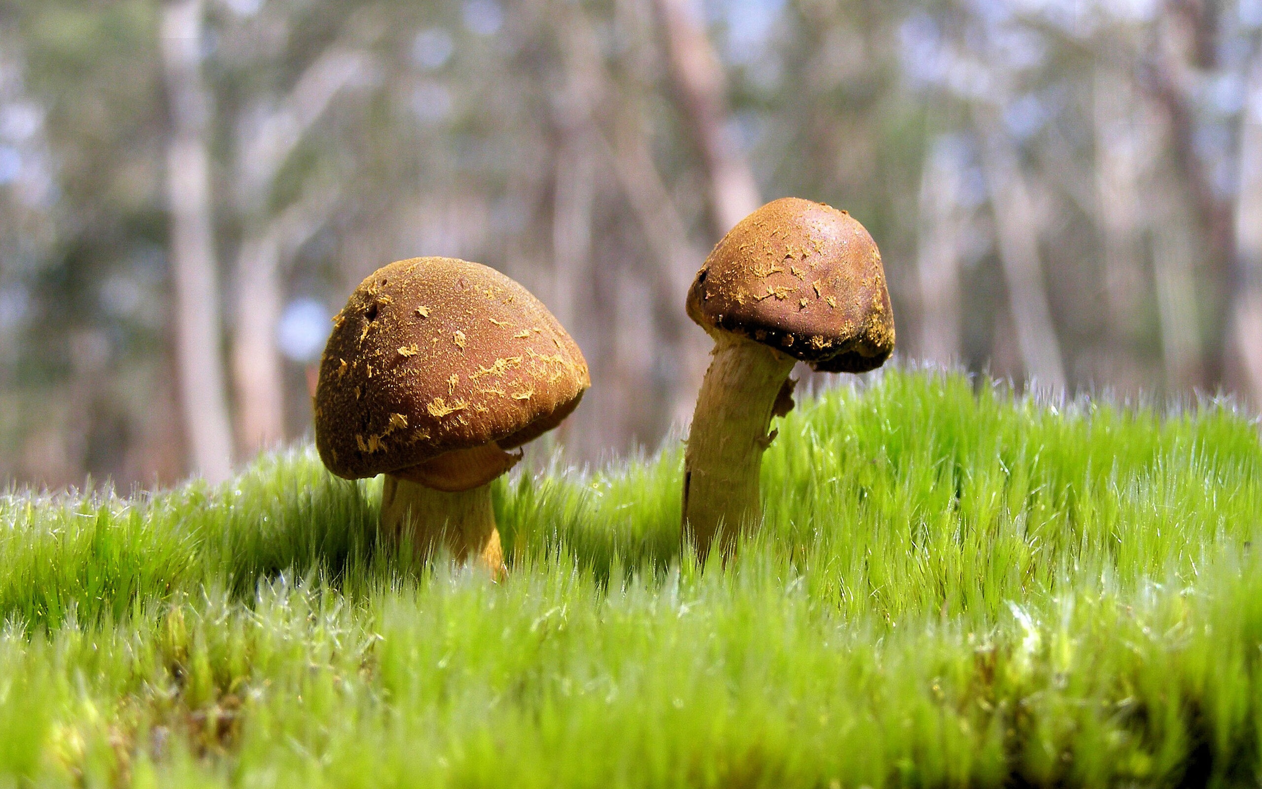 疾风骤雨中的唯一剧本，2026半决赛，阿联酋用三记闪电击碎匈牙利，费利克斯定义一个人的快攻时代